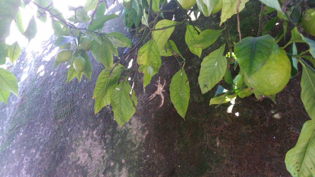 Araneus diadematus   - Giffoni Sei Casali (SA)